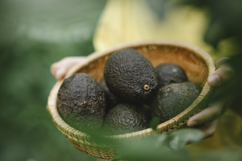 pick 3 kentucky Ta Tunes